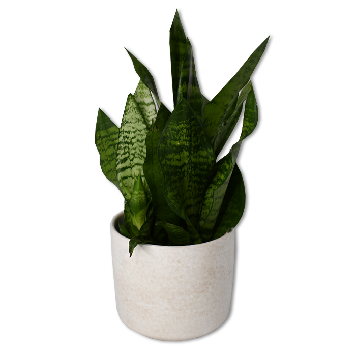 SERRA CERAMIC PLANTER